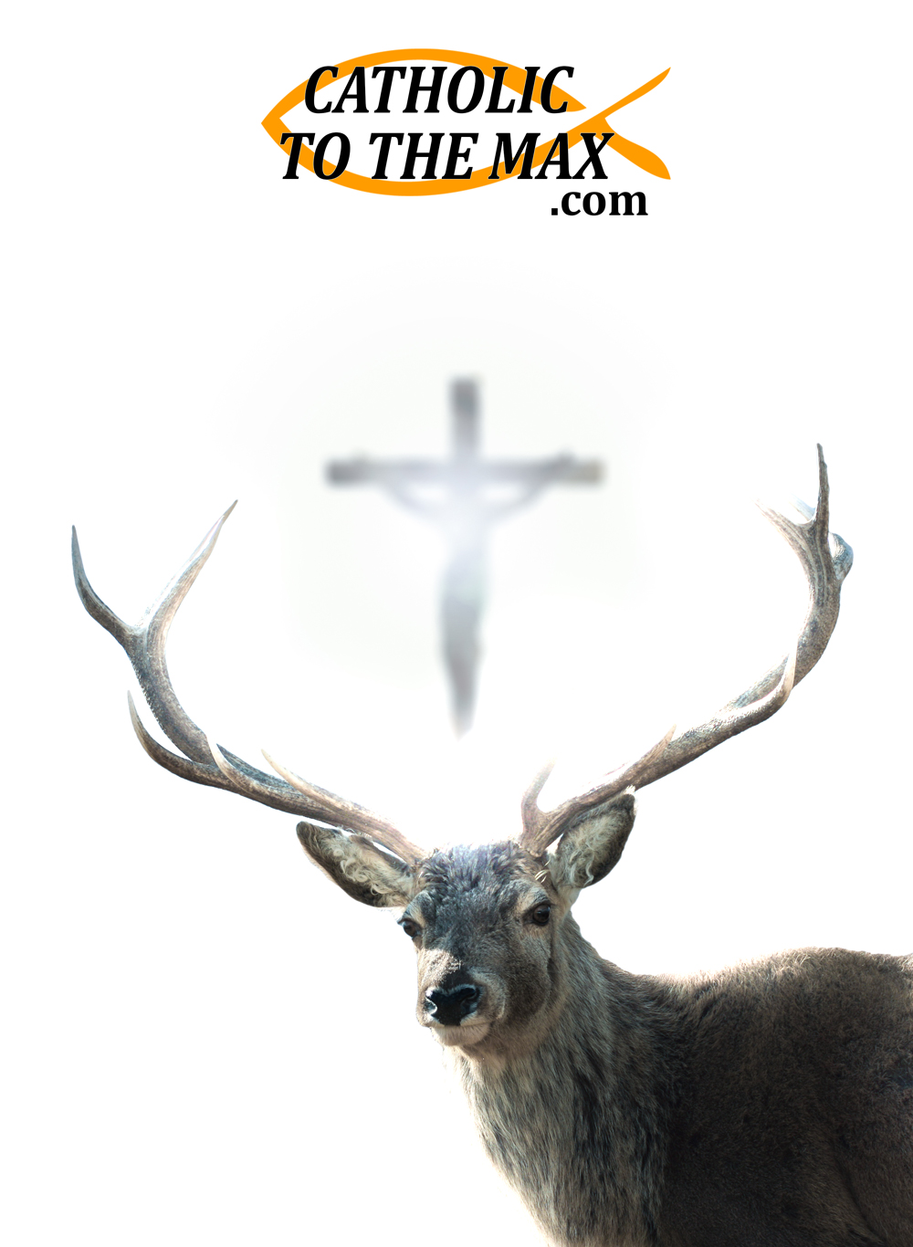 Catholictothemax.com