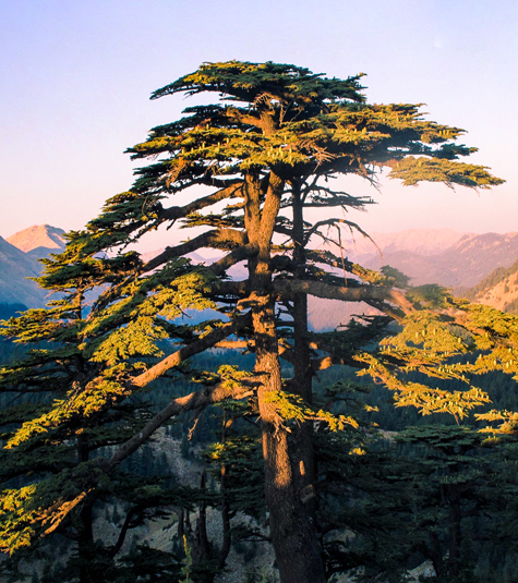 Cedar of Lebanon