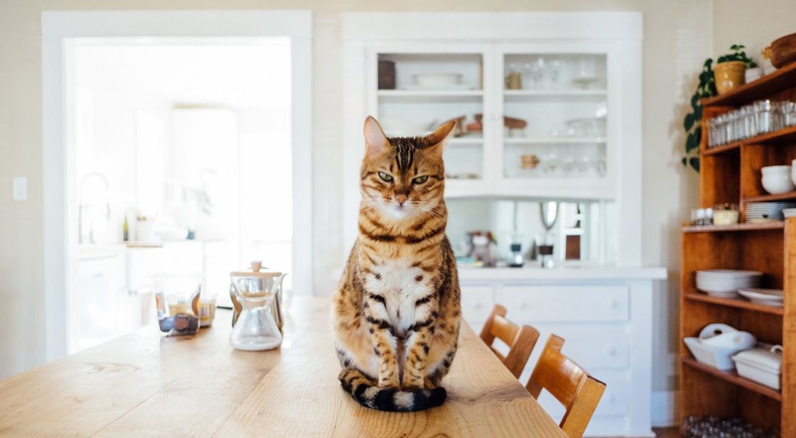 Rice, Chicken & Potato For Cats