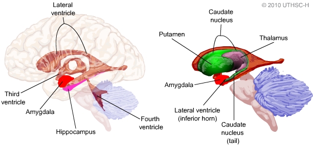 Amygdala Inputs