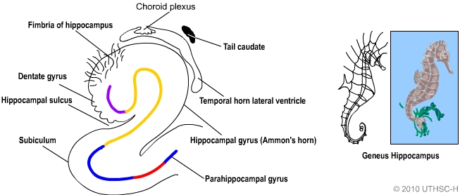 Hippocampus (Seahorse)