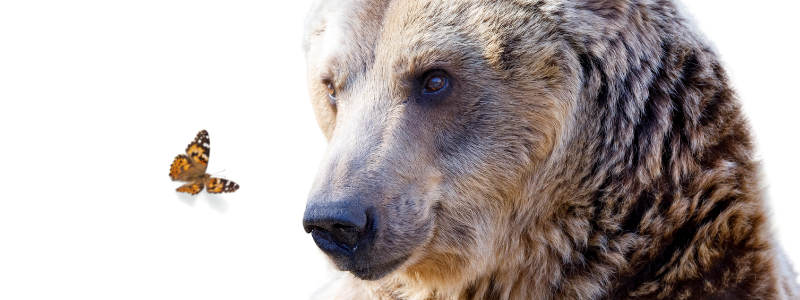 Bär*in mit Schmetterling