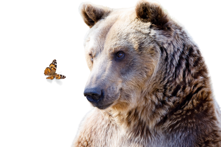 Bär*in mit Schmetterling