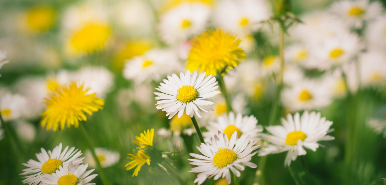 Gänseblümchen und Löwenzahn