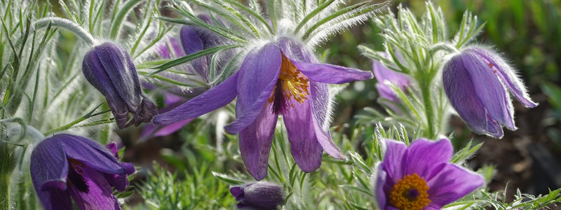Pulsatilla